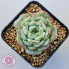 Echeveria 'Blue Peacock'