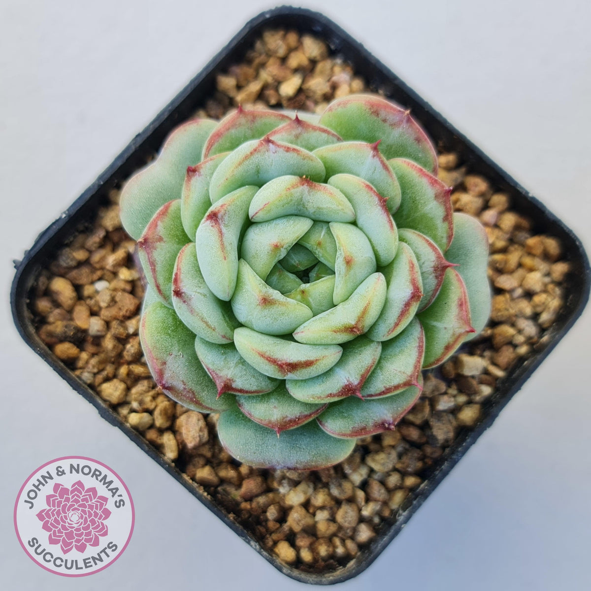 Echeveria 'Blue Peacock'
