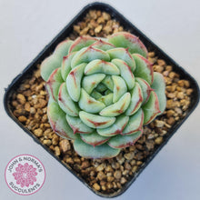 Load image into Gallery viewer, Echeveria &#39;Blue Peacock&#39; - John &amp; Norma&#39;s Succulents Australia
