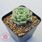 Echeveria 'Blue Peacock'