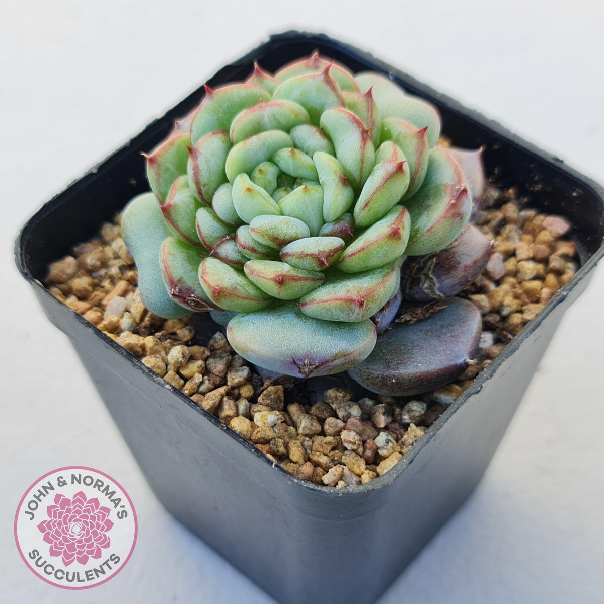 Echeveria 'Blue Peacock'