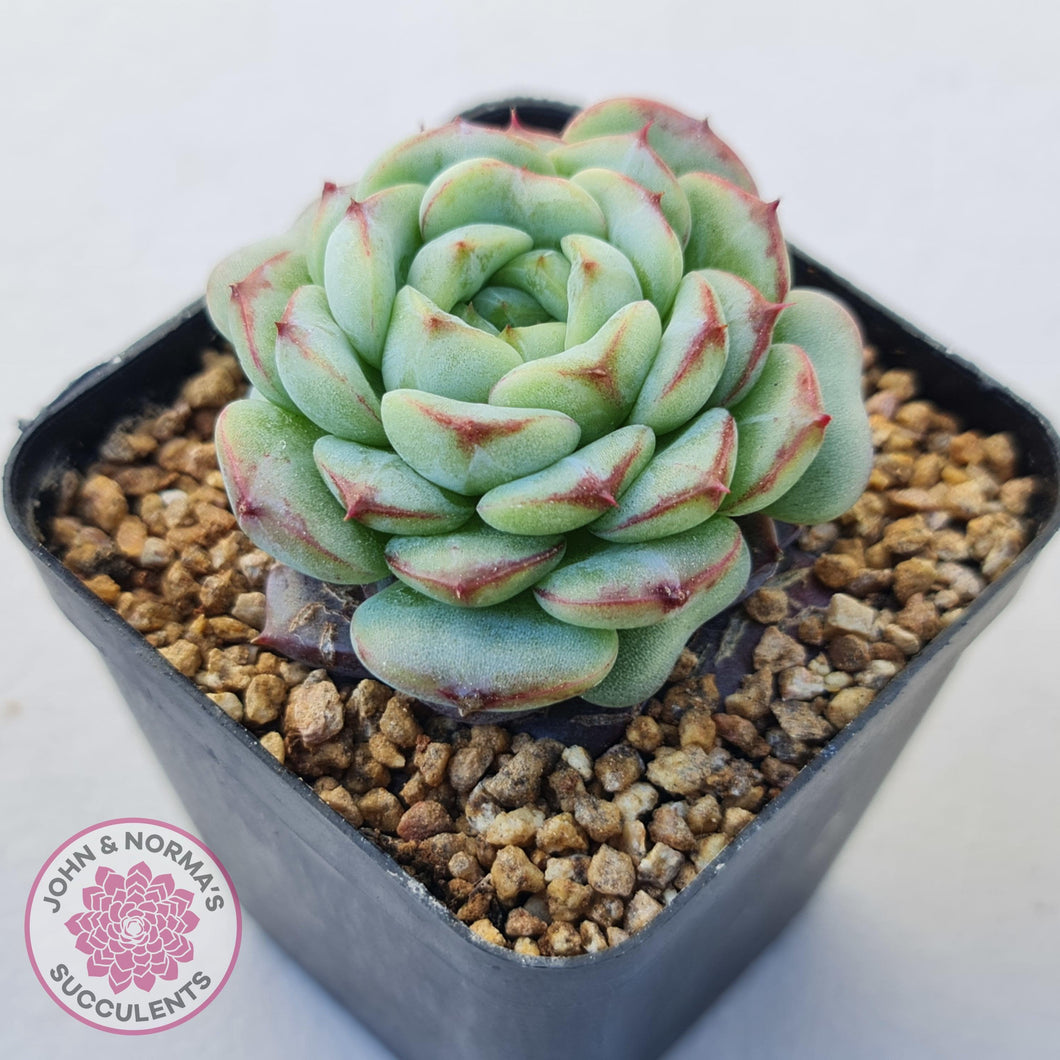 Echeveria 'Blue Peacock' - John & Norma's Succulents Australia