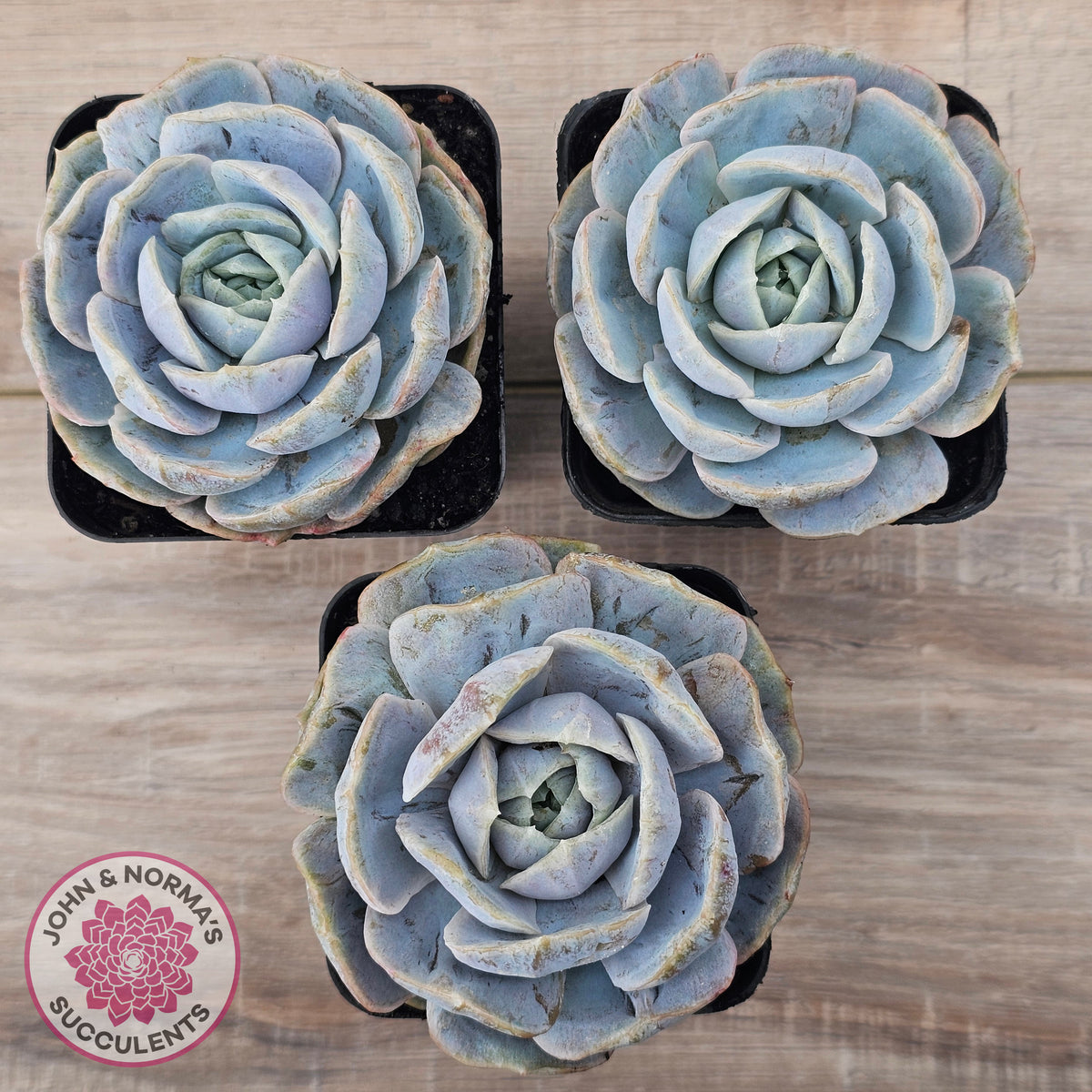 Echeveria 'Blue Surprise' Monstrose