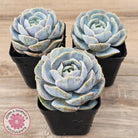 Echeveria 'Blue Surprise' Monstrose