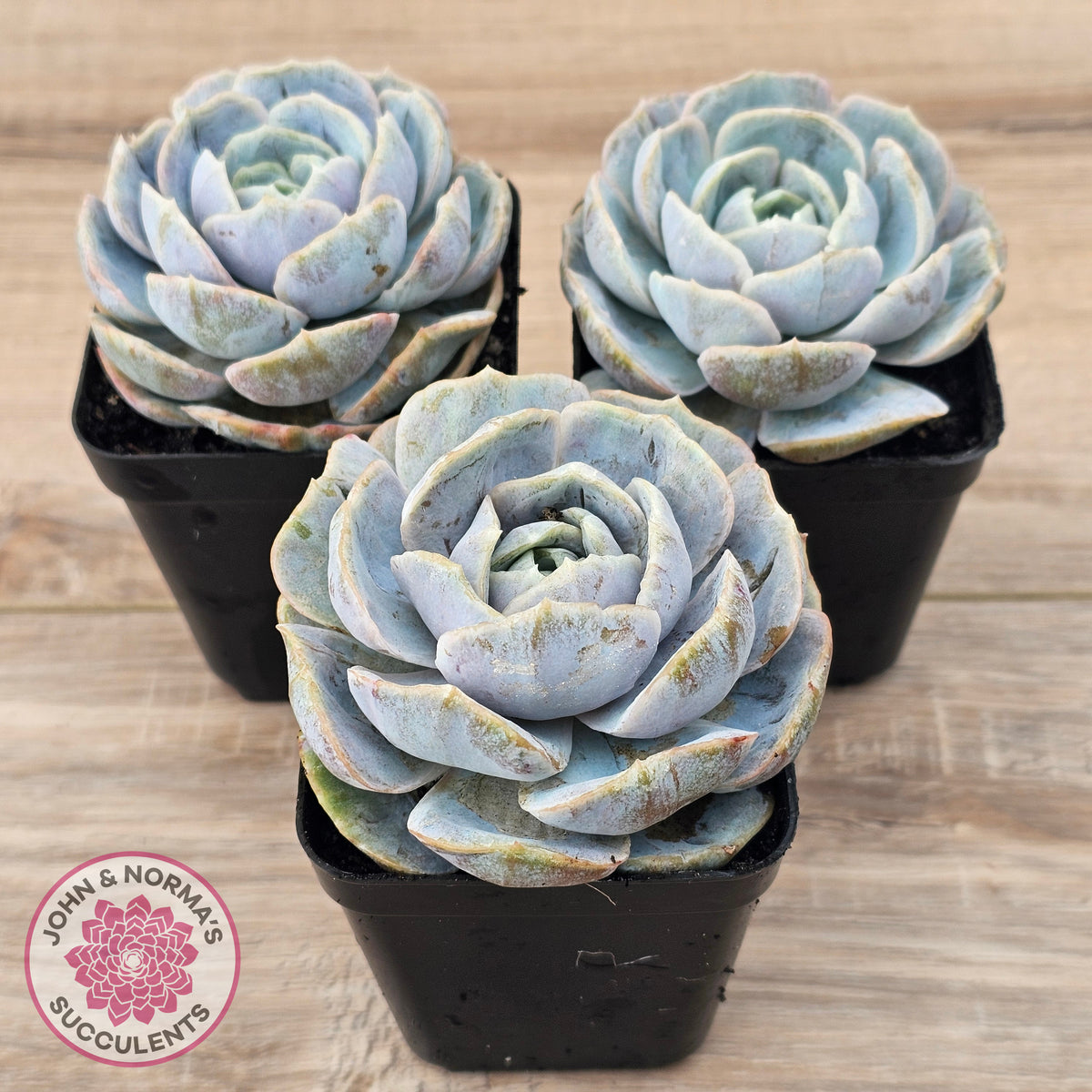 Echeveria 'Blue Surprise' Monstrose