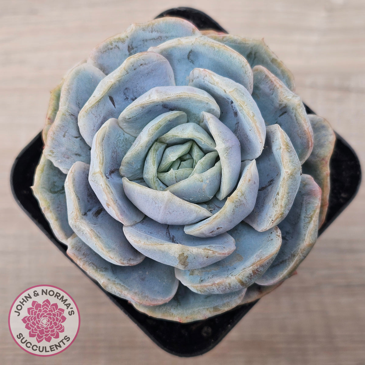 Echeveria 'Blue Surprise' Monstrose
