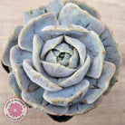 Echeveria 'Blue Surprise' Monstrose