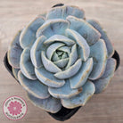 Echeveria 'Blue Surprise' Monstrose