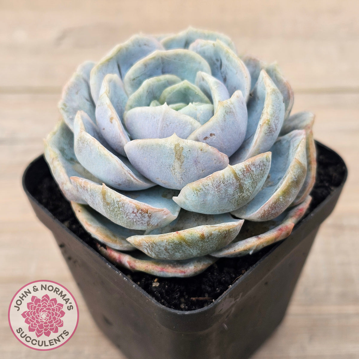 Echeveria 'Blue Surprise' Monstrose
