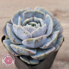 Echeveria 'Blue Surprise' Monstrose