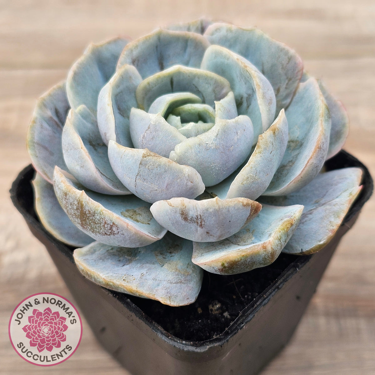 Echeveria 'Blue Surprise' Monstrose