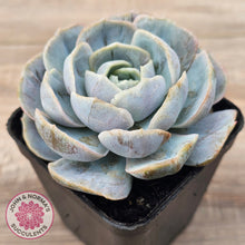 Load image into Gallery viewer, Echeveria 'Blue Surprise' Monstrose
