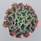 Echeveria 'Blue Waves'