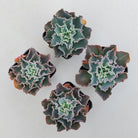 Echeveria 'Blue Waves'