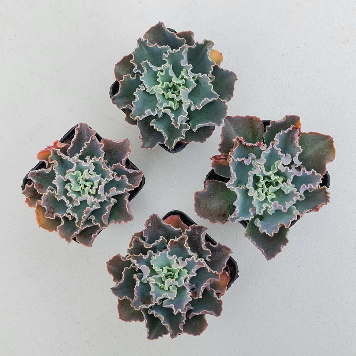 Echeveria 'Blue Waves'