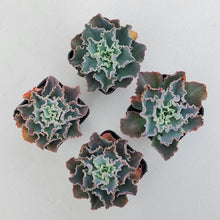 Load image into Gallery viewer, Stunning Echeveria blue waves plants, in shades of blue green, displayed in 70mm pots
