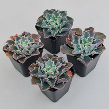 Load image into Gallery viewer, Stunning Echeveria blue waves plants, in shades of blue green, displayed in 70mm pots
