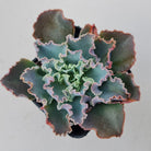 Echeveria 'Blue Waves'