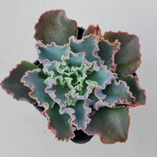 Load image into Gallery viewer, Stunning Echeveria blue waves plants, in shades of blue green, displayed in 70mm pot
