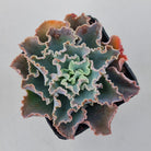 Echeveria 'Blue Waves'