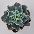 Echeveria 'Blue Waves'