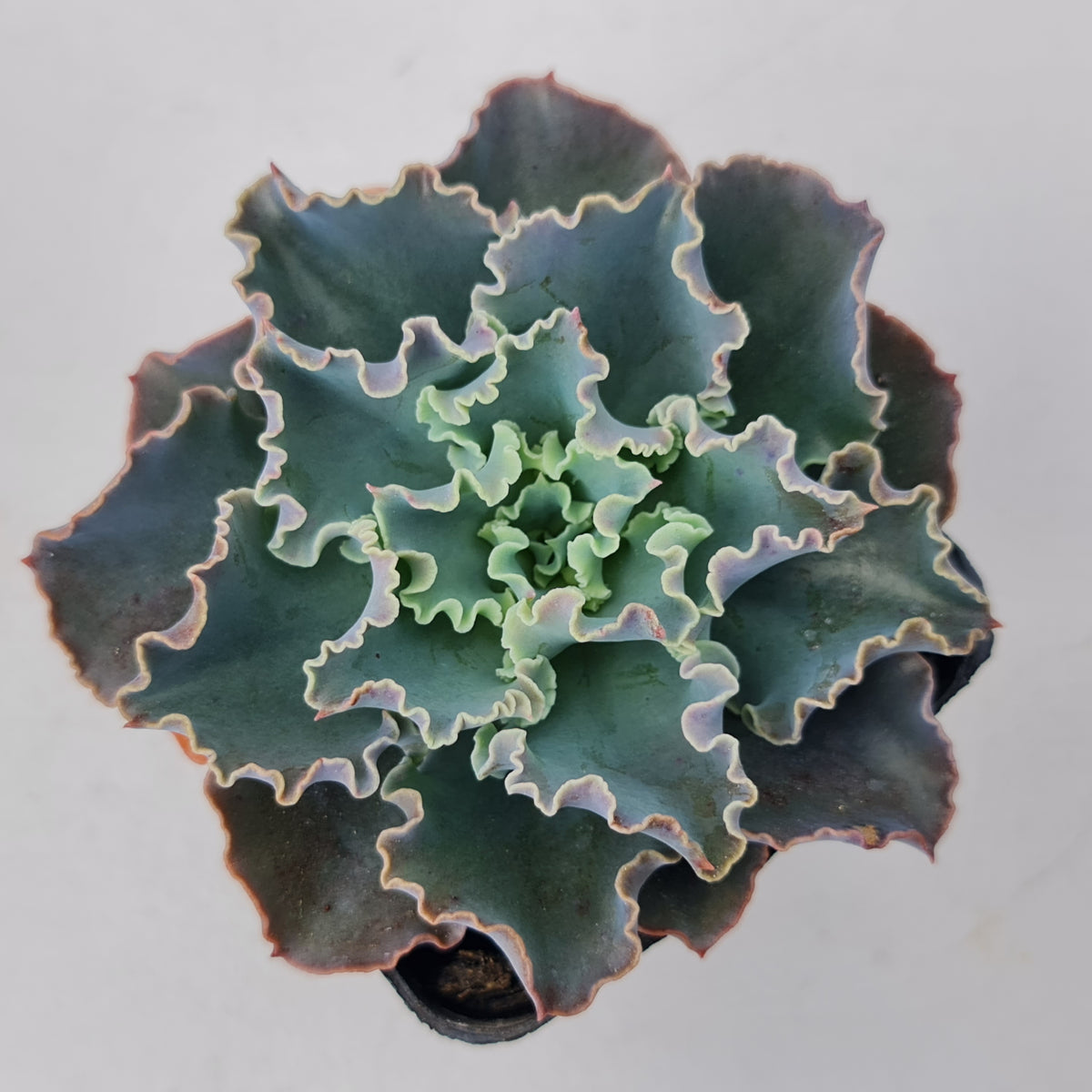 Echeveria 'Blue Waves'