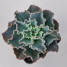 Load image into Gallery viewer, Stunning Echeveria blue waves plants, in shades of blue green, displayed in 70mm pot
