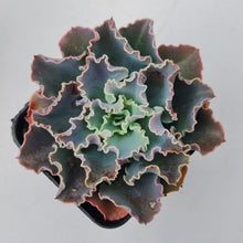 Load image into Gallery viewer, Stunning Echeveria blue waves plants, in shades of blue green, displayed in 70mm pot
