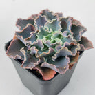 Echeveria 'Blue Waves'