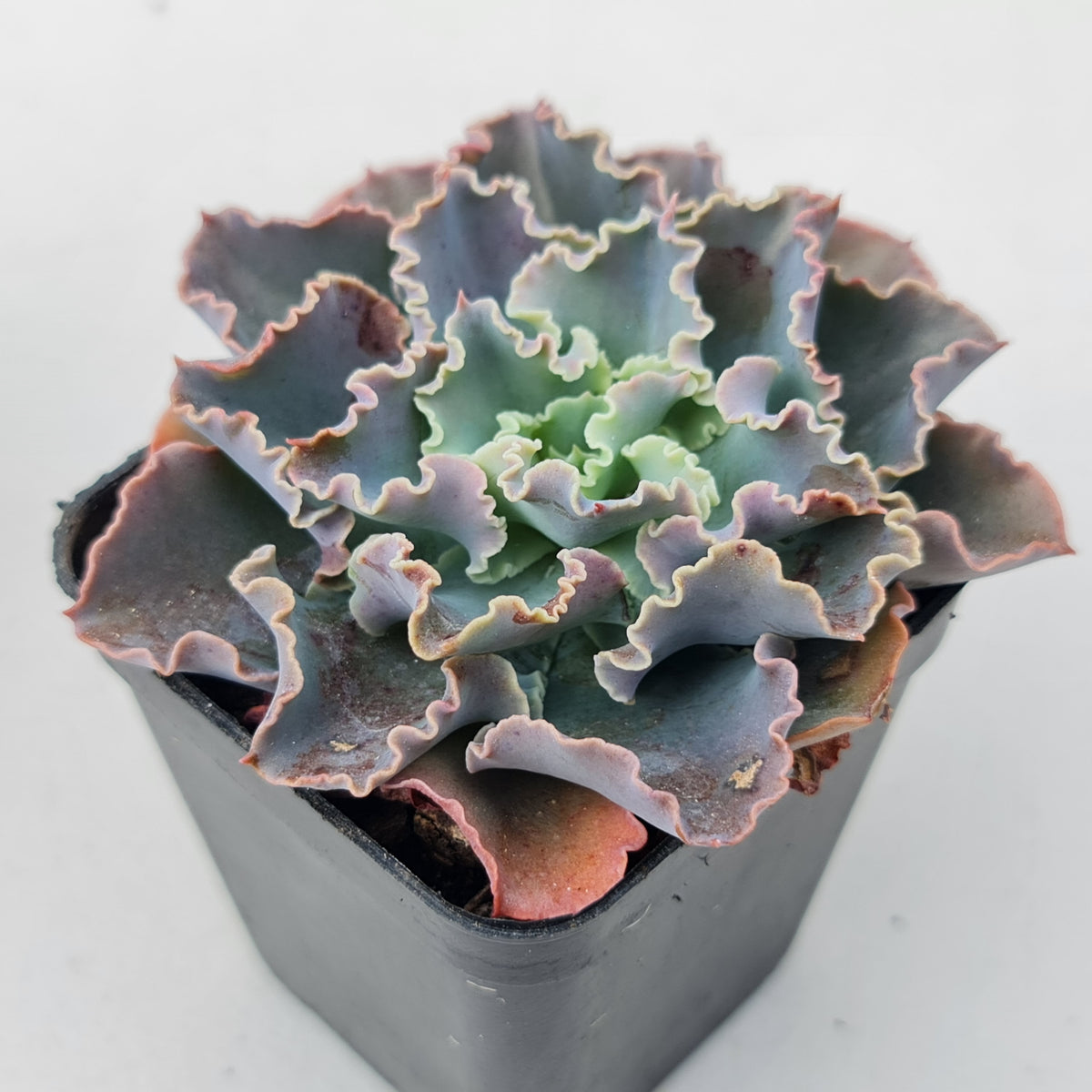 Echeveria 'Blue Waves'
