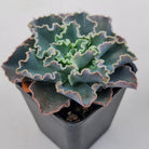Echeveria 'Blue Waves'