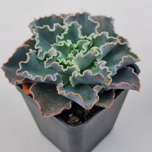 Load image into Gallery viewer, Stunning Echeveria blue waves plants, in shades of blue green, displayed in 70mm pot
