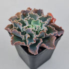 Echeveria 'Blue Waves'