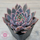 Echeveria 'Bonifica'