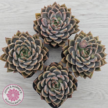 Load image into Gallery viewer, Echeveria 'Bonifica'
