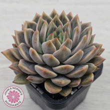 Load image into Gallery viewer, Echeveria 'Bonifica'
