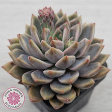 Load image into Gallery viewer, Echeveria 'Bonifica'

