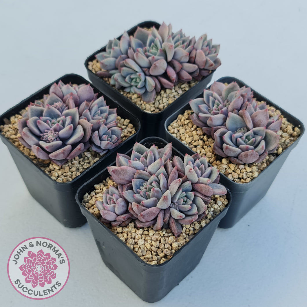 Echeveria 'Bonifica'