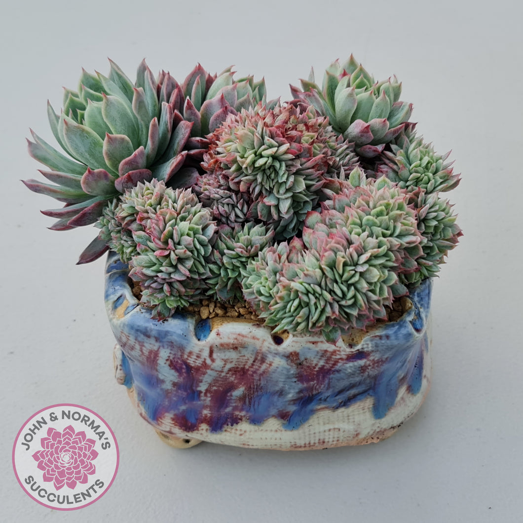 Echeveria Bradburyana Crest