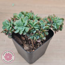 Load image into Gallery viewer, Echeveria Briar Rose Crest
