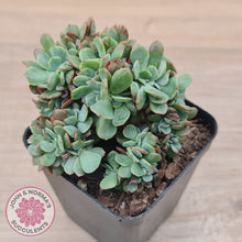 Load image into Gallery viewer, Echeveria Briar Rose Crest
