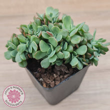 Load image into Gallery viewer, Echeveria Briar Rose Crest
