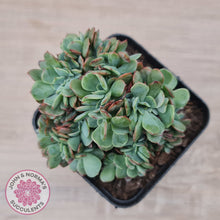 Load image into Gallery viewer, Echeveria Briar Rose Crest
