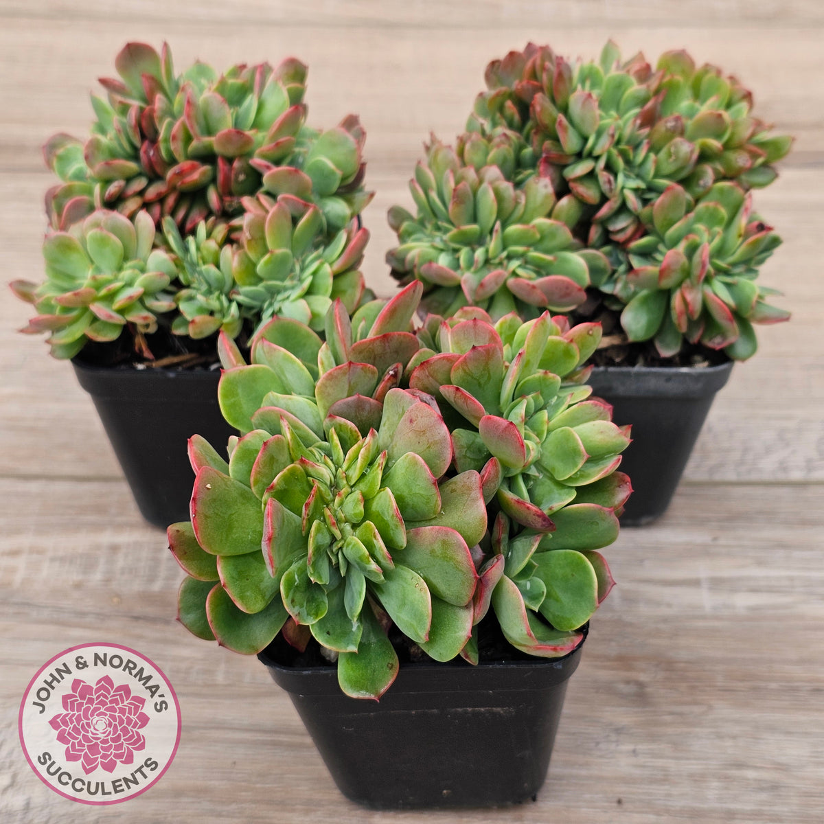Echeveria Briar Rose Crest