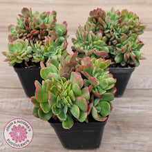 Load image into Gallery viewer, Echeveria Briar Rose Crest
