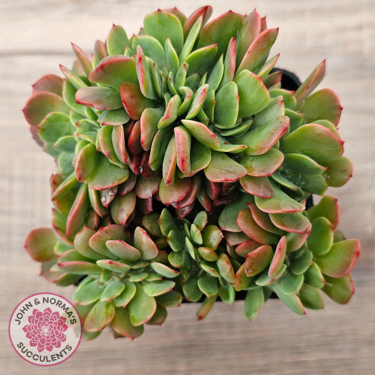 Echeveria Briar Rose Crest