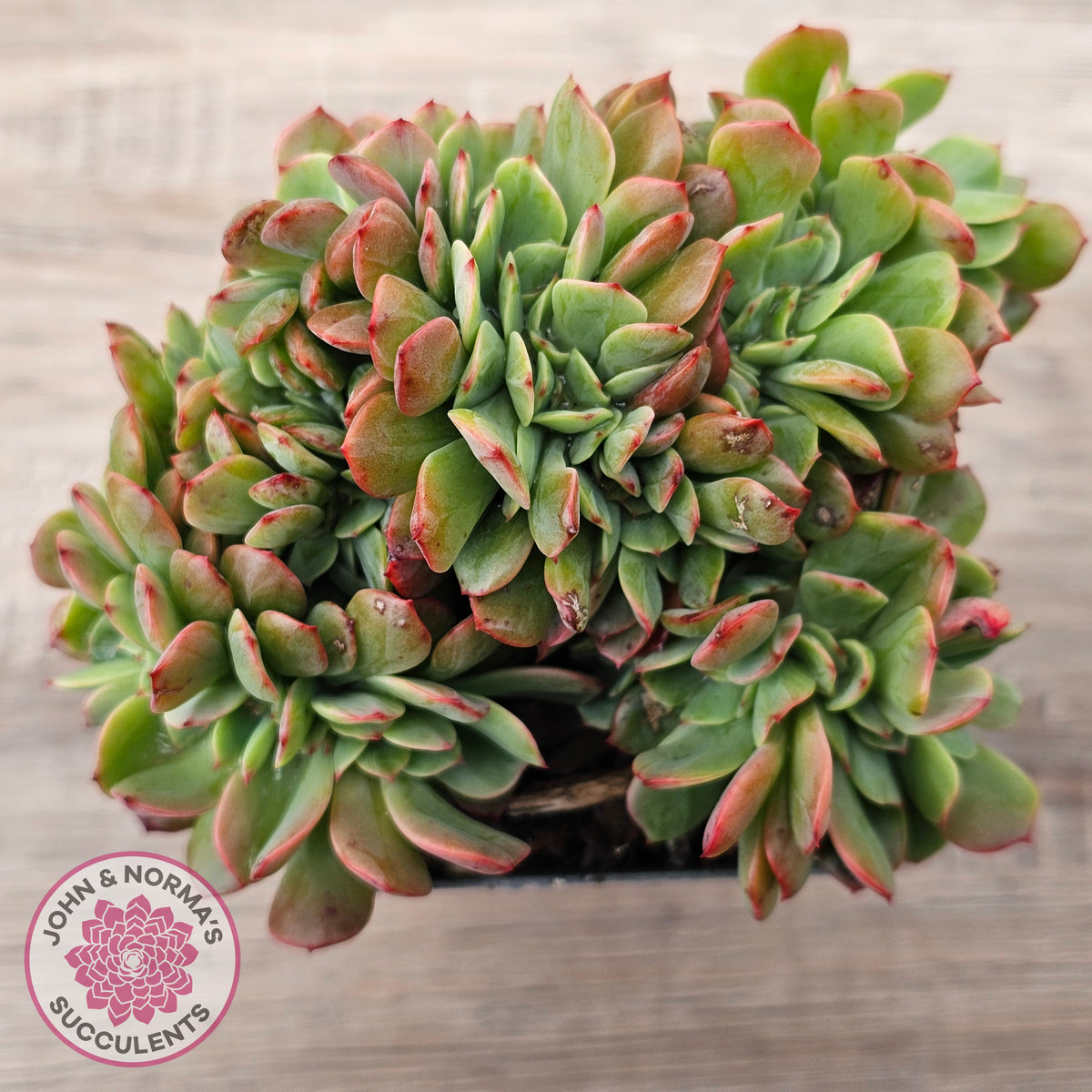 Echeveria Briar Rose Crest
