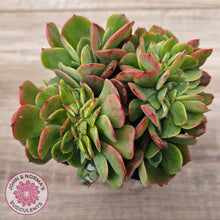Load image into Gallery viewer, Echeveria Briar Rose Crest
