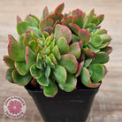 Echeveria Briar Rose Crest