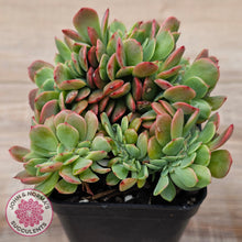 Load image into Gallery viewer, Echeveria Briar Rose Crest
